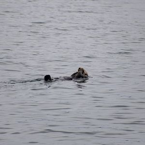 Sea Otter - Alaska