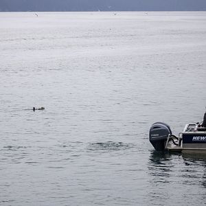 Observing a Sea Otter.  Resurection Bay.  Seward - Alaska