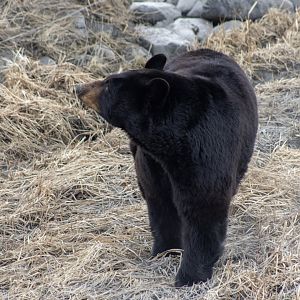American Black Bear