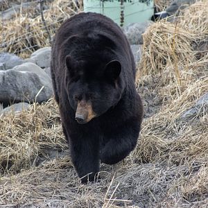 American Black Bear