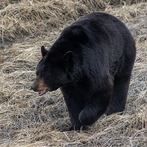 American Black Bear