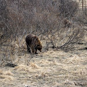 Brown Bear Exhibit