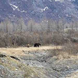 A long view of the Brown Bear Exhibit giving some sense of scale