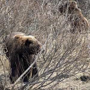 Example of how stunning the brown bear exhibit is.