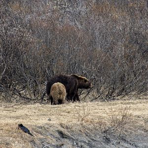 Size comparison between two adult brown bears.