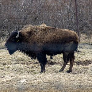 Wood Bison Cow