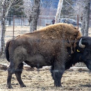 Wood Bison Bull