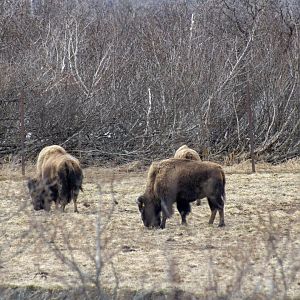 Wood Bison Exhibit