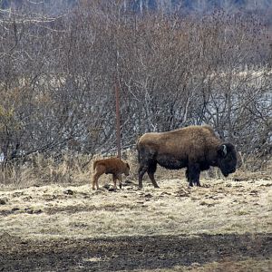 Wood Bison with Calf
