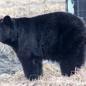 American Black Bear (study)