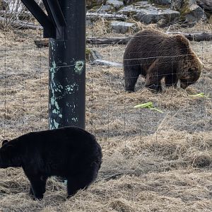 Black Bear and Brown Bear side by side