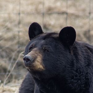 American Black Bear face