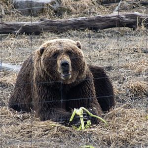 Brown Bear feeding