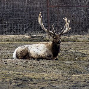 Bull Elk (American Wapiti)