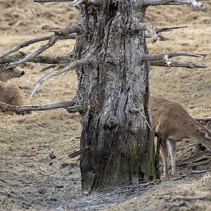 Sitka Blacktail Deer Exhibit