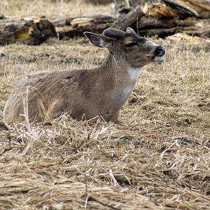 Sitka Blacktail Deer