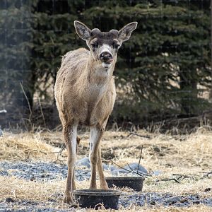 Sitka Blacktail Deer