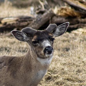 Sitka Blacktail Deer