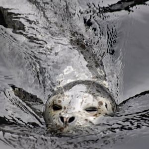 Ringed Seal (?)
