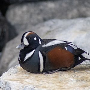 Harlequin Duck