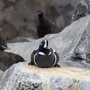 Harlequin Ducks