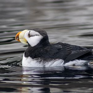 Horned Puffin