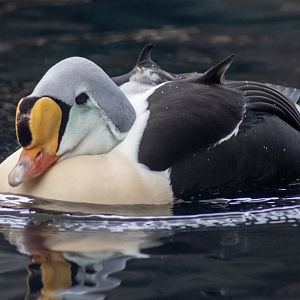 King Eider