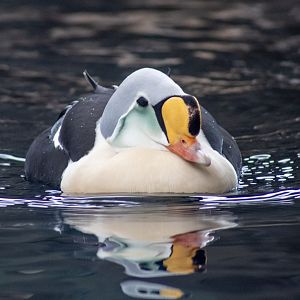 King Eider