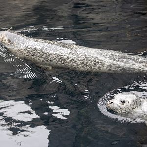 "Ice" Seals.  The exhibit holds Ringed, Spotted, and Harbor Seals.