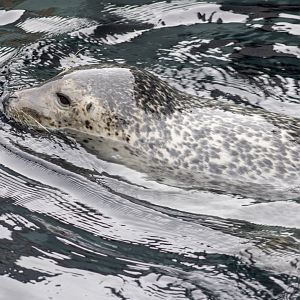 Spotted Seal (by consences)