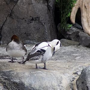 Smew
