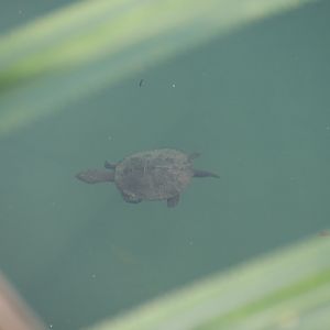 Saw Shelled Turtle (Myuchelys latisternum)