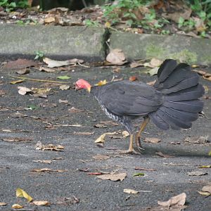 Australian Brush Turkey (Alectura lathami)