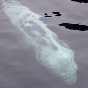 Not going to lie...these seals are hard to tell apart.  I'm going with Spotted Seal