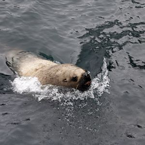 Steller Sea Lion