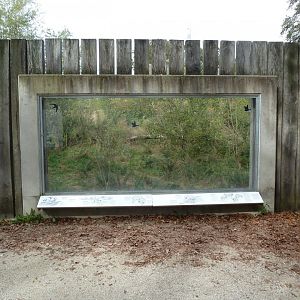 Eurasian wolf viewing point