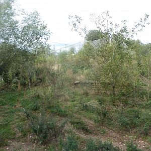 Eurasian wolf enclosure