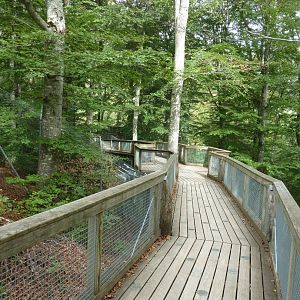 Visitor path above Eurasian lynx enclosures