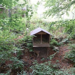 Eurasian lynx enclosure