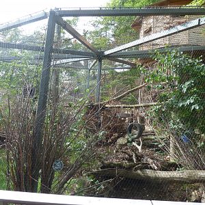 European wildcat enclosure
