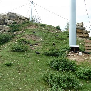 Ibex & vulture walk-through - Northern bald ibis (Geronticus eremita)