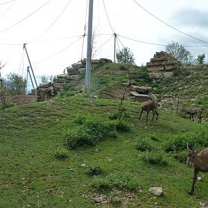 Ibex & vulture walk-through - Alpine ibex (Capra ibex)