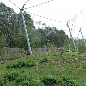 Ibex & vulture walk-through - Alpine ibex (Capra ibex)