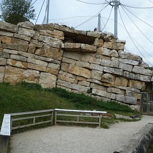 Bearded vulture walk-through