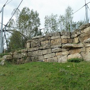 Bearded vulture walk-through