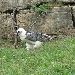 Bearded vulture walk-through - Bearded vulture (Gypaetus barbatus barbatus)