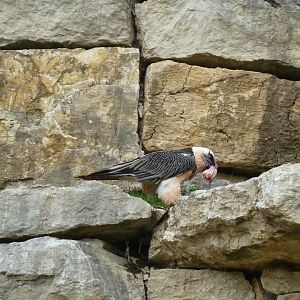 Bearded vulture walk-through - Bearded vulture (Gypaetus barbatus barbatus)