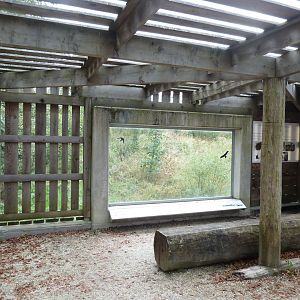 Eurasian wolf viewing point