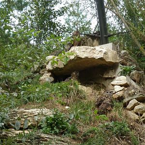 European eagle-owl aviary - European eagle-owl (Bubo bubo bubo)