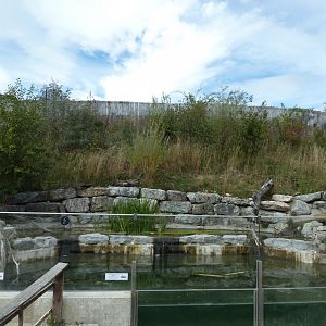 Eurasian otter enclosure